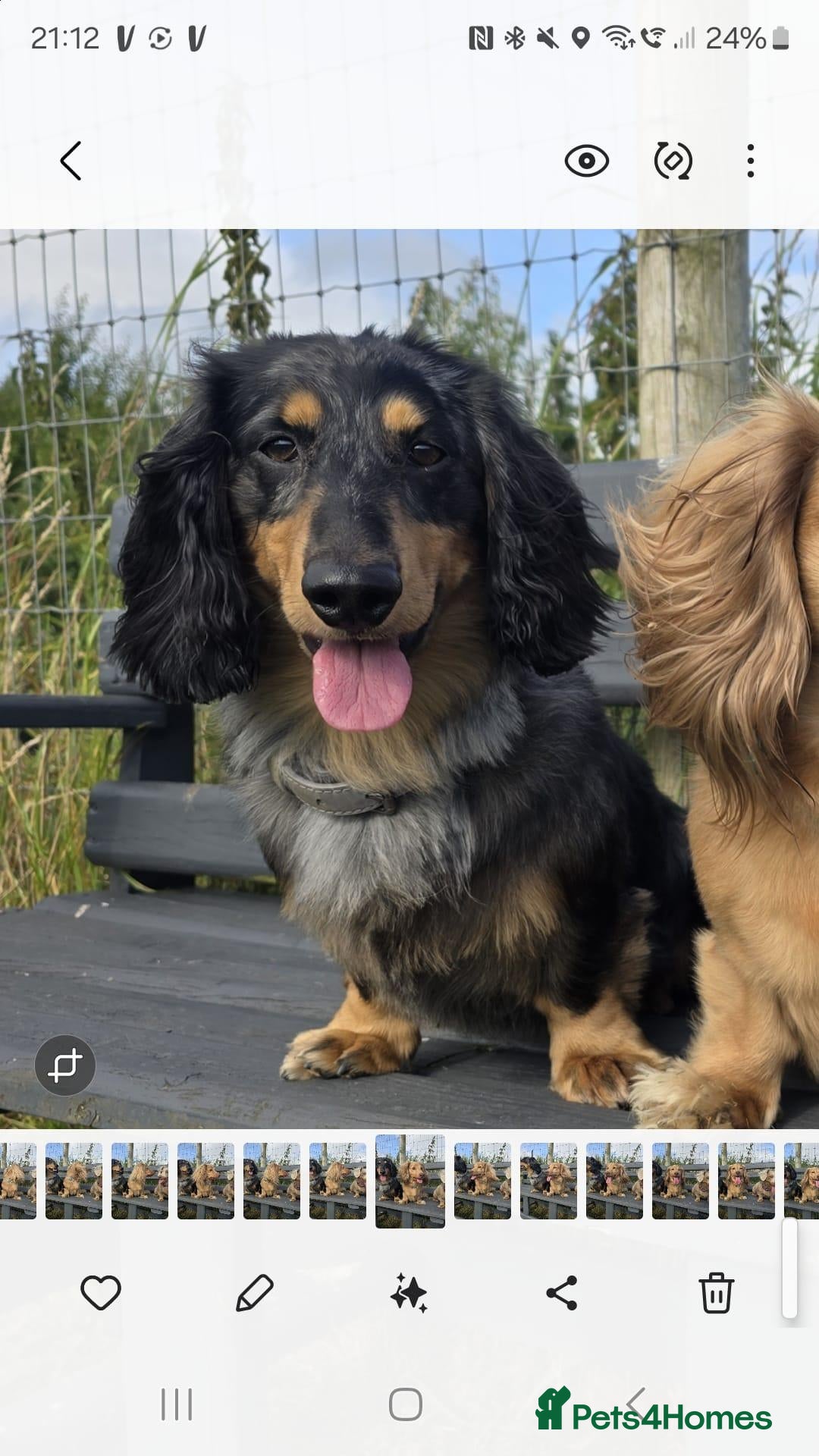 Dachshund dogs 🐾 KC REGISTERED SILVER DAPPLE MINI Daschund 🐾 - Advert 9