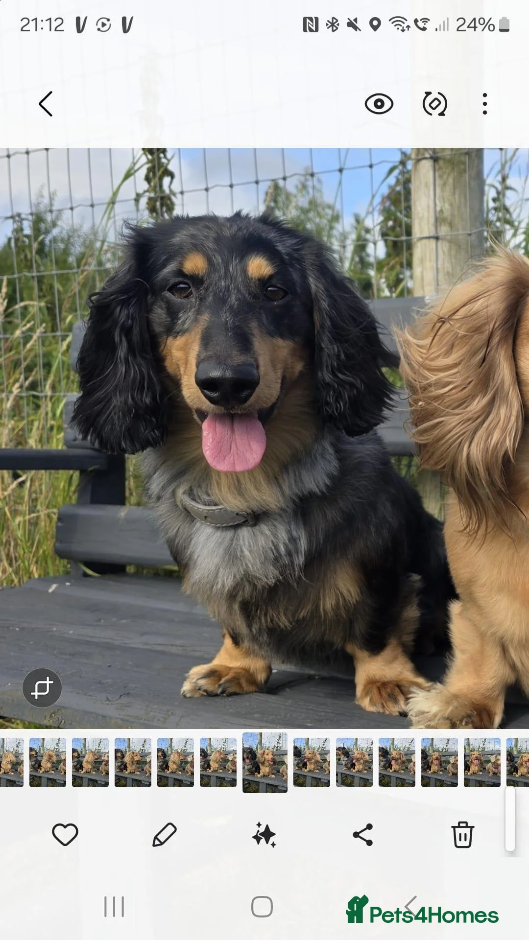 Dachshund dogs for stud: 🐾 KC REGISTERED SILVER DAPPLE MINI Daschund 🐾 - Advert 1