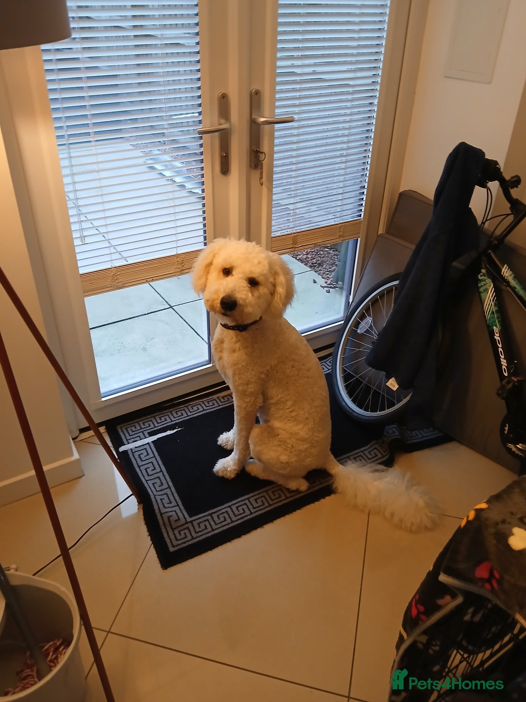 Labradoodle dogs for stud: Labradoole - Image 3