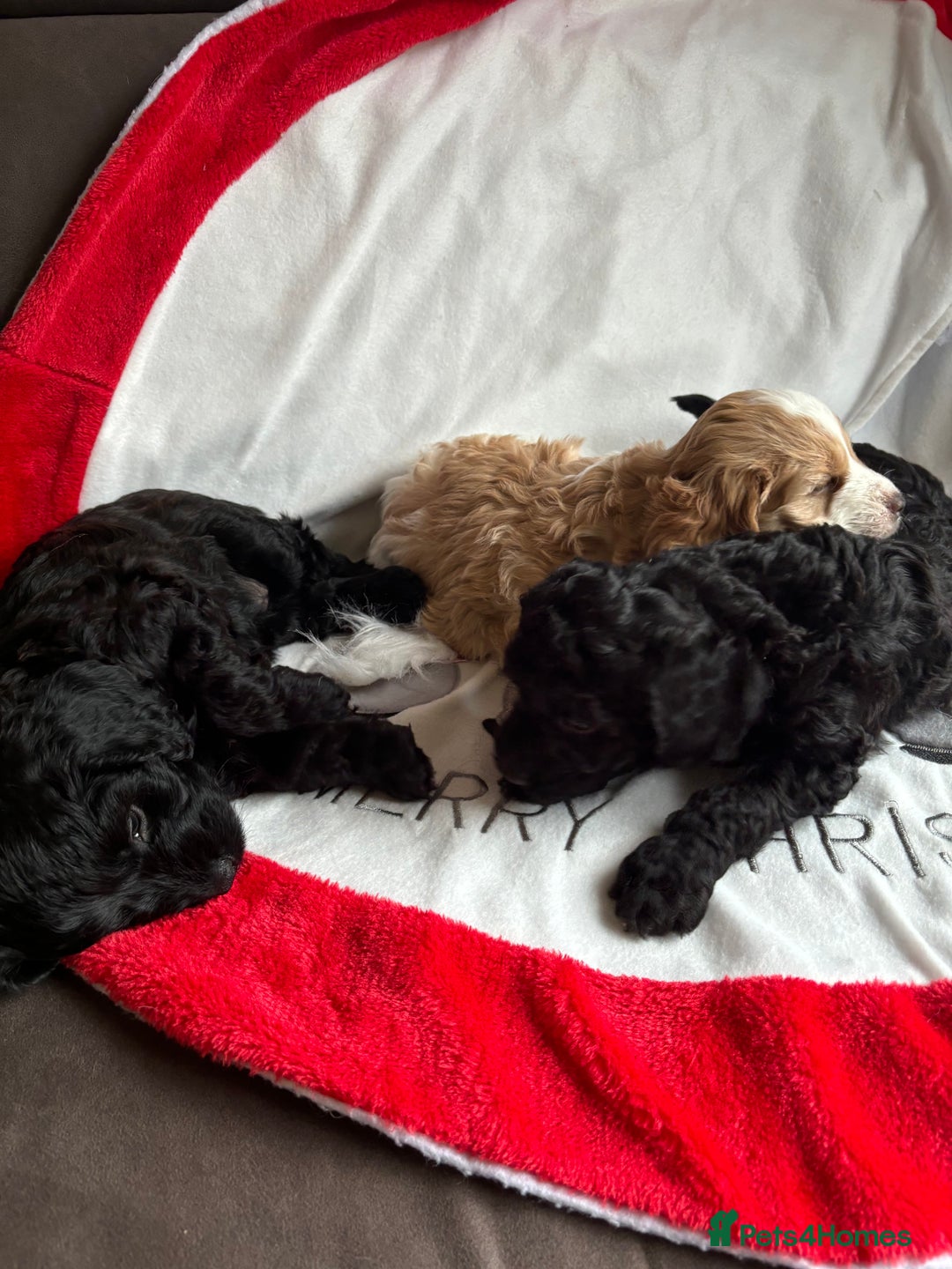 Mixed Breed dogs for sale: Sprockerpoo x cockerpoo pups - Advert 7