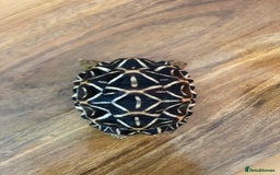 Tortoise reptiles for sale: Indian Star Tortoises - Image 12