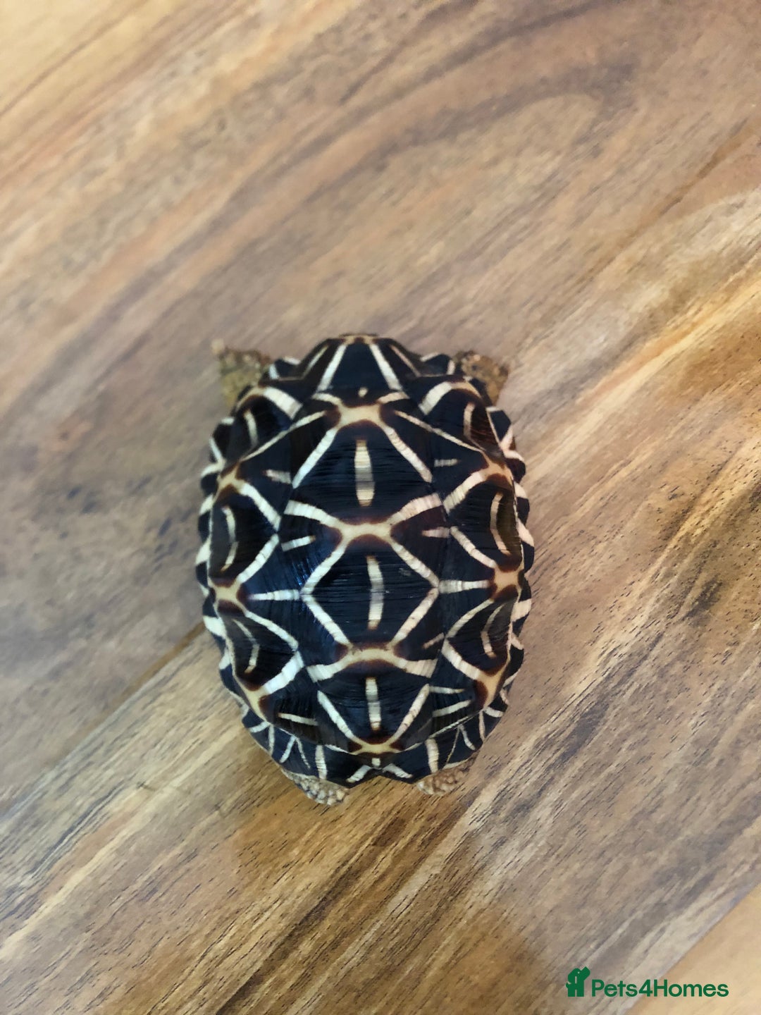 Tortoise reptiles for sale: Indian Star Tortoises - Image 12