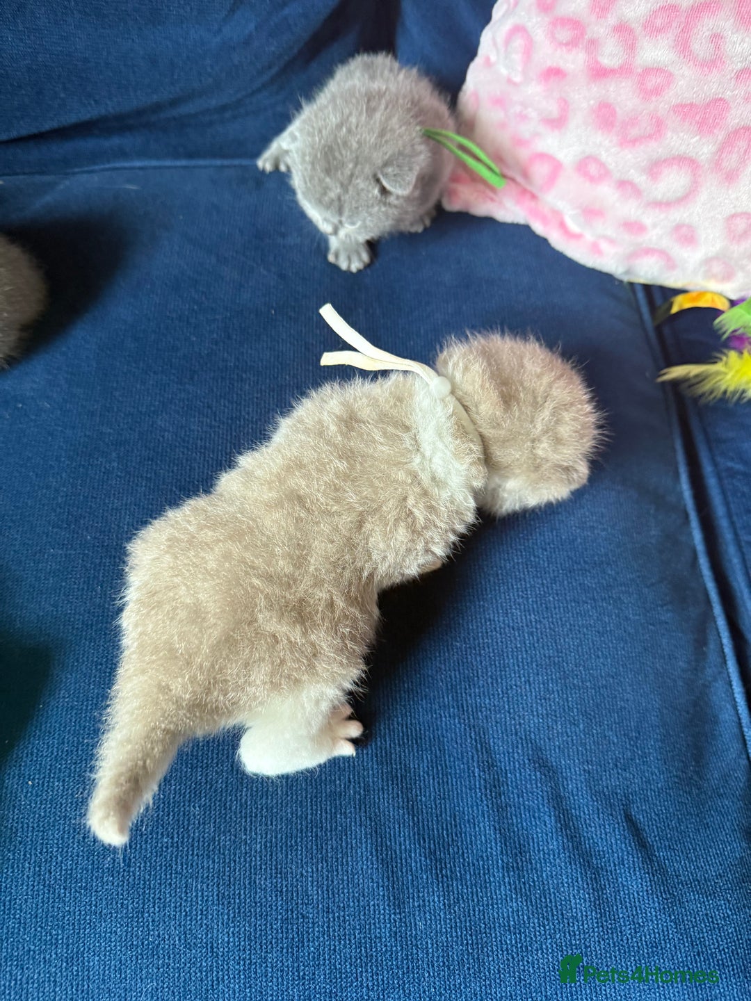 British Shorthair cats for sale: British Shorthair Champion Line kittens 🏆🥇😻 - Image 21