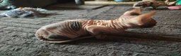 Sphynx cats for sale: Adorable Sphynx kittens  - Advert 10