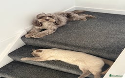 Mixed Breed cats for sale: Reluctant sale of our beautiful boy Casper - Image 2