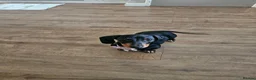 Miniature Dachshund dogs for sale: 4 month old female miniature dachshund  - Advert 5