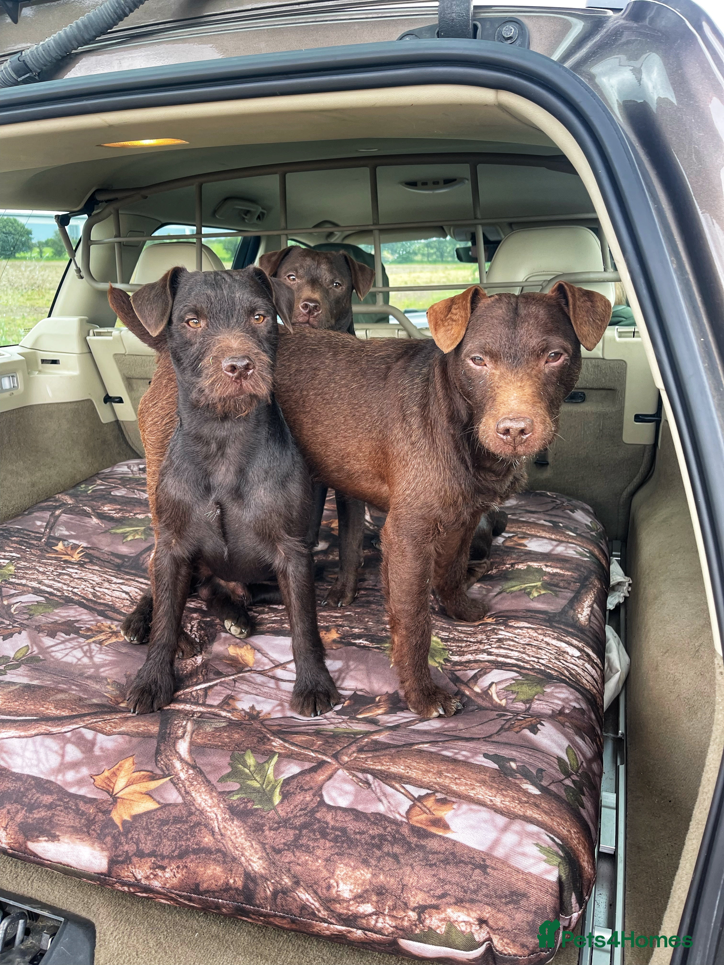 Patterdale Terrier dogs Patterdale terrier for stud in Doncaster - Advert 3