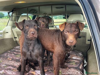 Patterdale Terrier dogs Patterdale terrier for stud in Doncaster - Advert 3