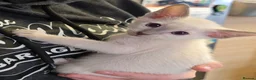 Siamese cats for sale: Stunning siamese girls and boys - Advert 3