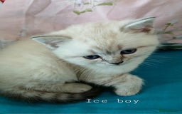 British Shorthair cats for sale: Bsh and Scottish straight mix - Image 10