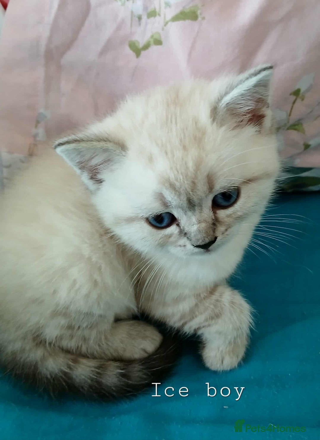 British Shorthair cats for sale: Bsh and Scottish straight mix - Image 10