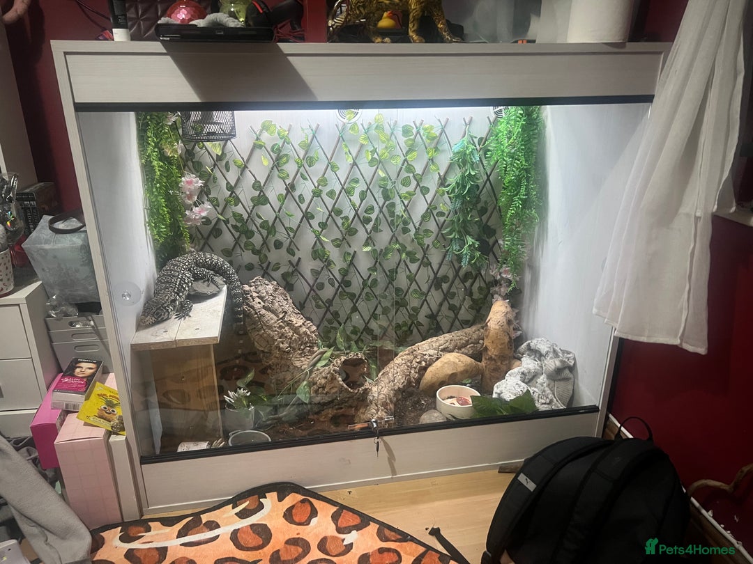 Lizard reptiles for sale: Black and white tegu for sale  - Advert 2