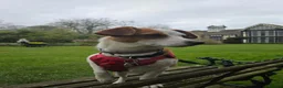 Mixed Breed dogs for adoption: CRETA - FOR ADOPTION - ACTIVE HOME ESSENTIAL  - Advert 11