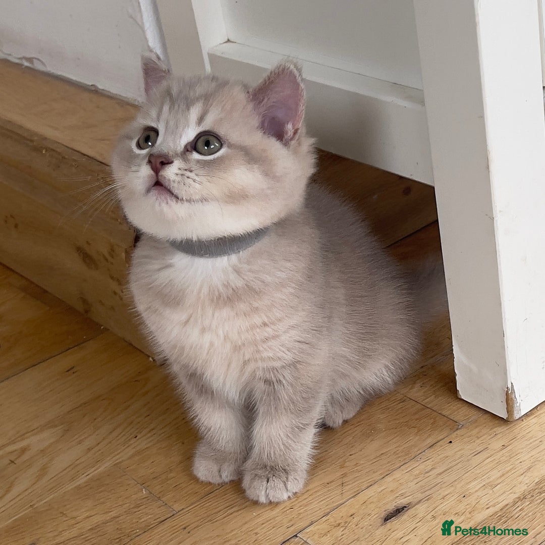 British Shorthair cats for sale: GCCF British Shorthair Kittens– Champion Lines - Image 13
