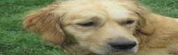 Golden Retriever dogs for sale: kc reg health tested parents - Advert 3