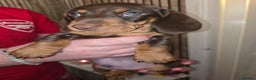 Dachshund dogs for sale: Beautiful KC REG dachshund pups - Advert 8