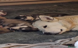 Alaskan Malamute dogs for sale: 3/4 Alaskan Malamute 1/4 Husky - Image 5