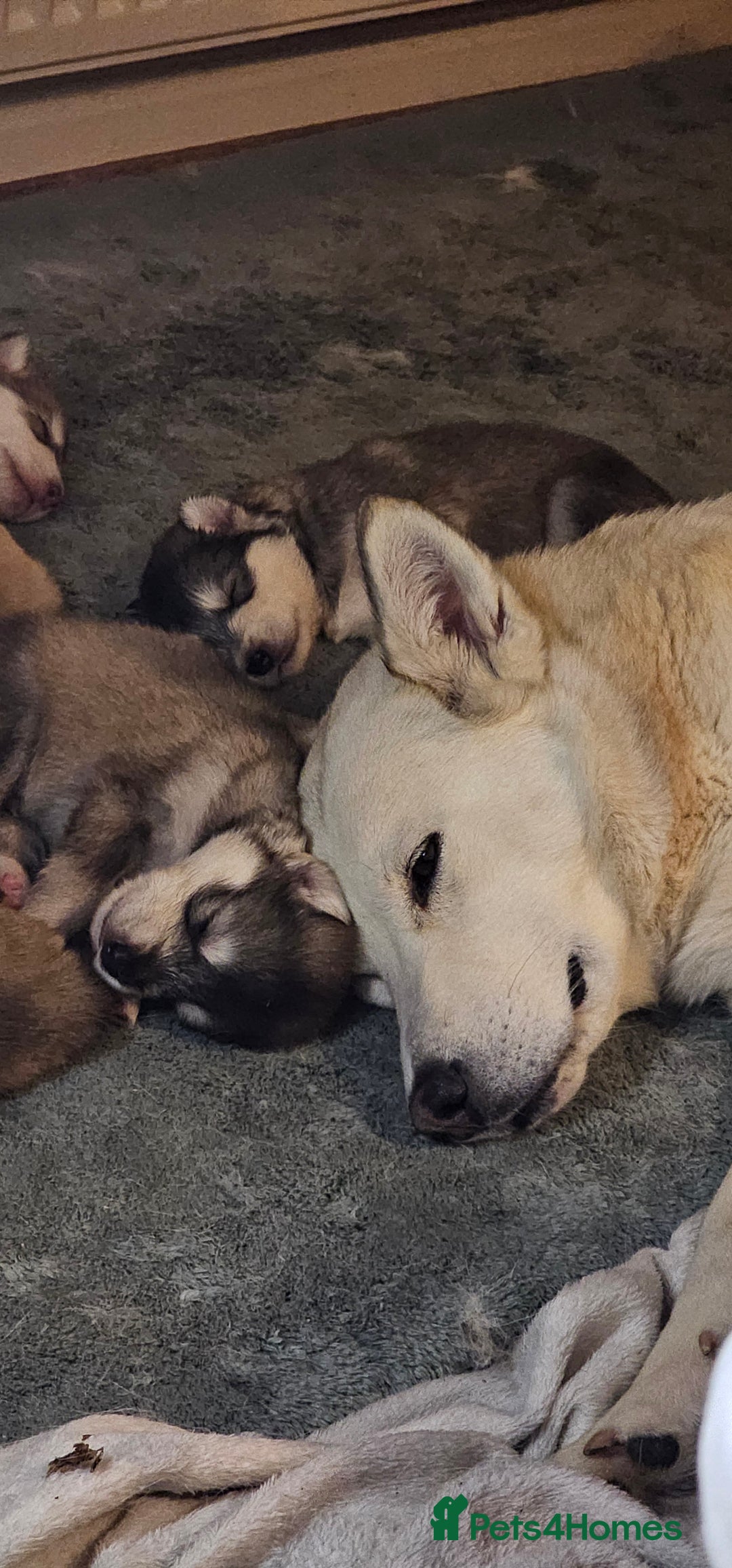 Alaskan Malamute dogs for sale: 3/4 Alaskan Malamute 1/4 Husky - Image 5