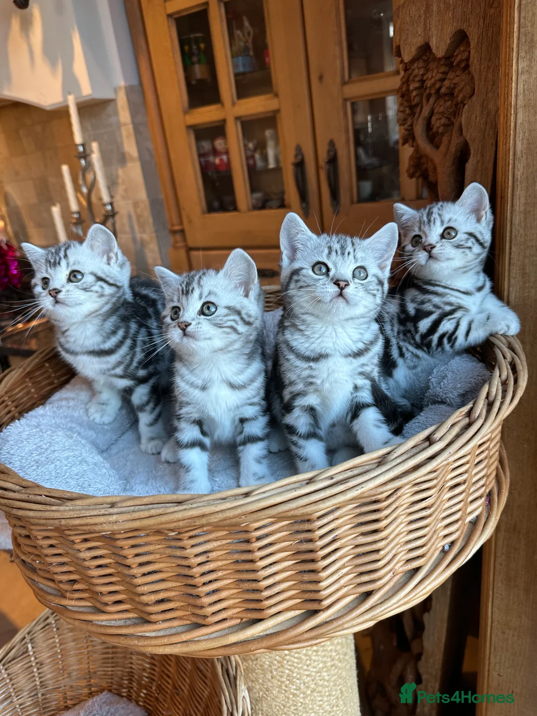 British Shorthair cats for sale: BSH stunning Silver Tabby kittens - Advert 29