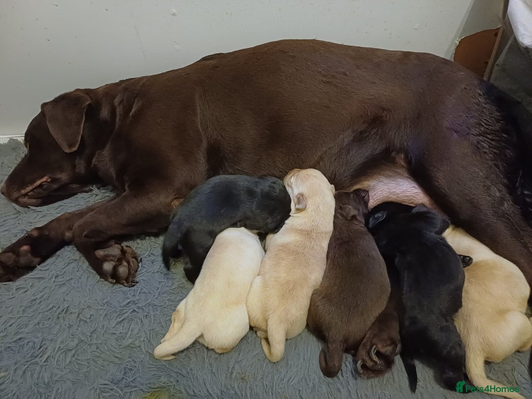 Labrador Retriever dogs for sale: PUPPIES 🐶 🐾  - Advert 9