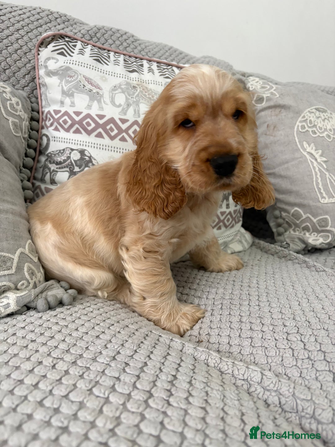 Cocker Spaniel dogs for sale: KC Reg Delightful Show Type Cocker Spaniels - Advert 8