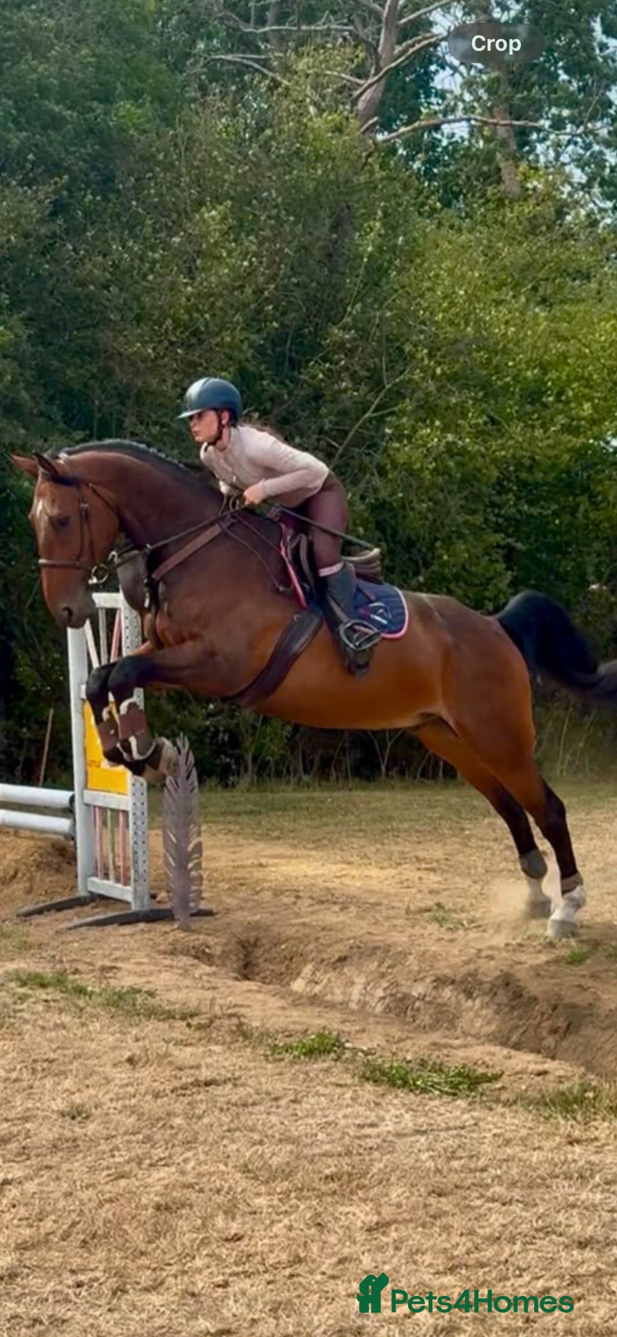 Belgian Warmblood horses Gentle Giant - Advert 1