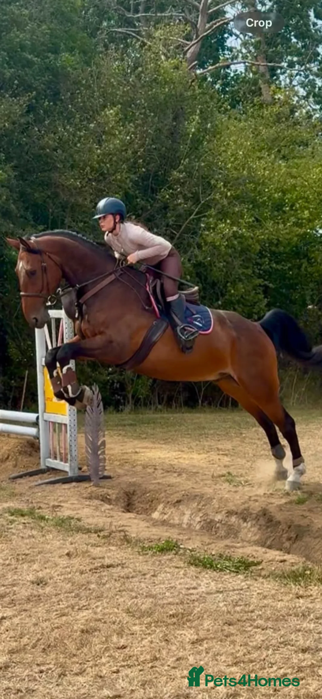 Belgian Warmblood horses for sale: Gentle Giant - Advert 1