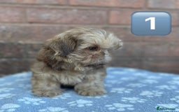 Shih Tzu dogs for sale: KC Registered Imperial Shih Tzu boys.  - Image 5