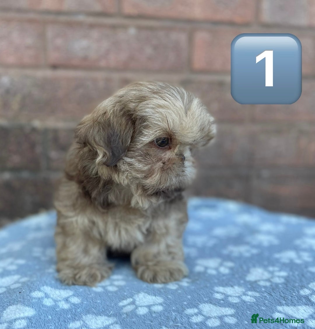 Shih Tzu dogs for sale: KC Registered Imperial Shih Tzu boys.  - Image 5