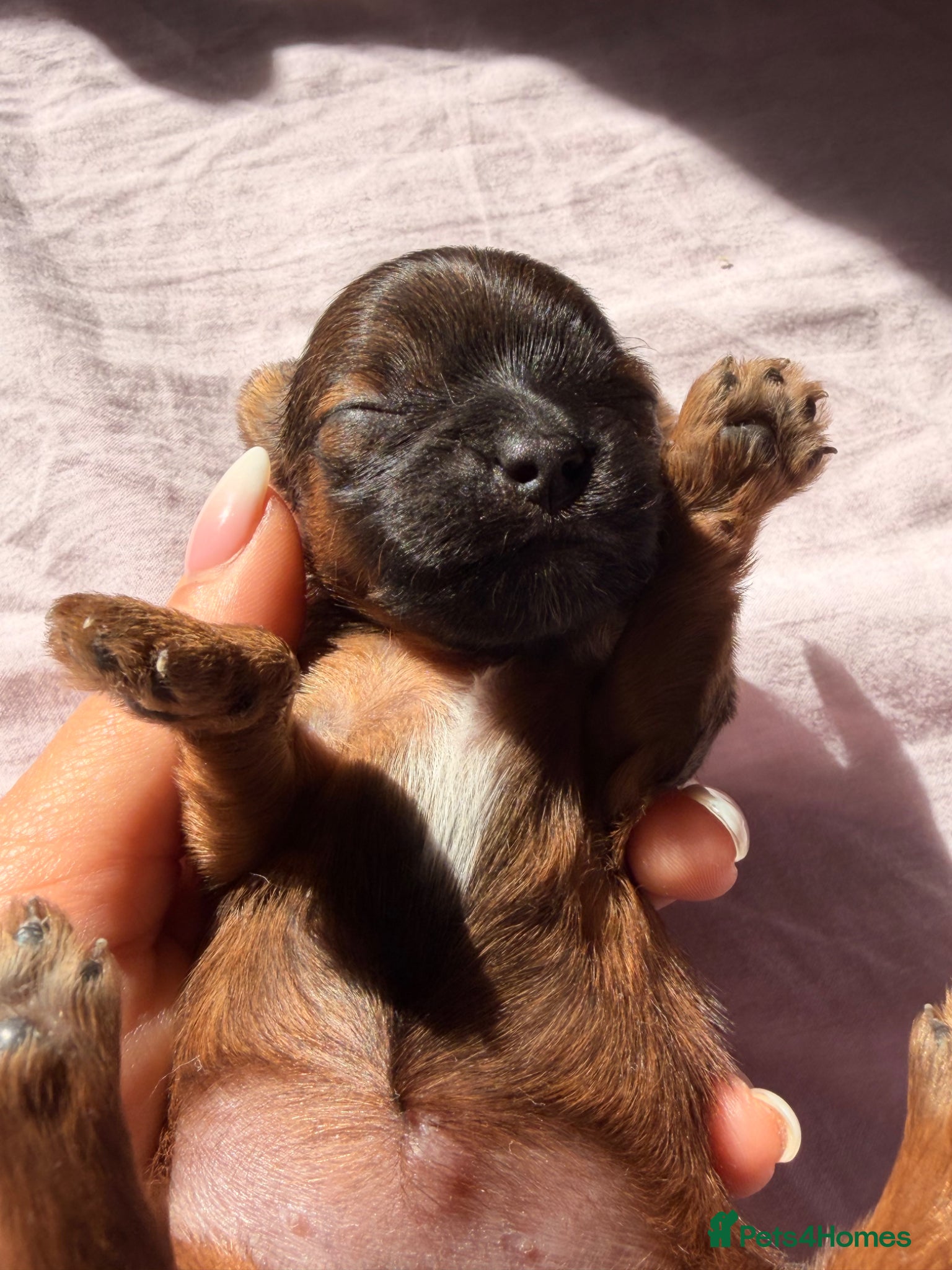 Yorkshire Terrier dogs for sale: Yorkshire terrier  - Advert 4