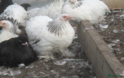 Chickens poultry for sale: Pekin pullets, Silver/black, & Millefleur - Image 1