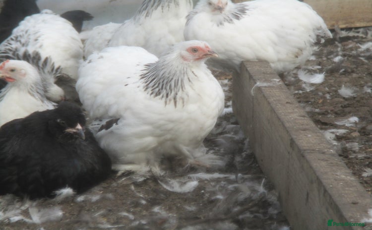 Chickens poultry - Advert 1