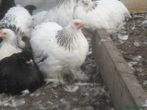Chickens poultry - Advert 12