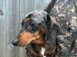 Miniature Dachshund dogs two beautiful miniature dachshunds for sale - Advert 1