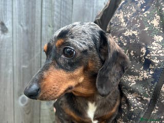 Miniature Dachshund dogs two beautiful miniature dachshunds for sale - Advert 15