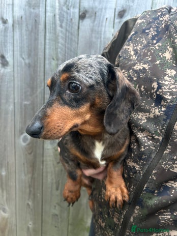Miniature Dachshund dogs two beautiful miniature dachshunds for sale - Advert 1