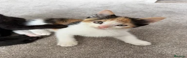 Calico Female