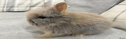 Lionhead rabbits for sale: Double Mane Lion Head Bunnies 🐰 for sale  - Advert 4