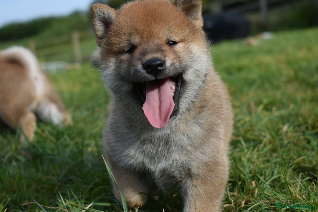 Japanese Shiba Inu dogs for sale: Multi Champion bloodline Shiba Inu pups for sale - Image 18