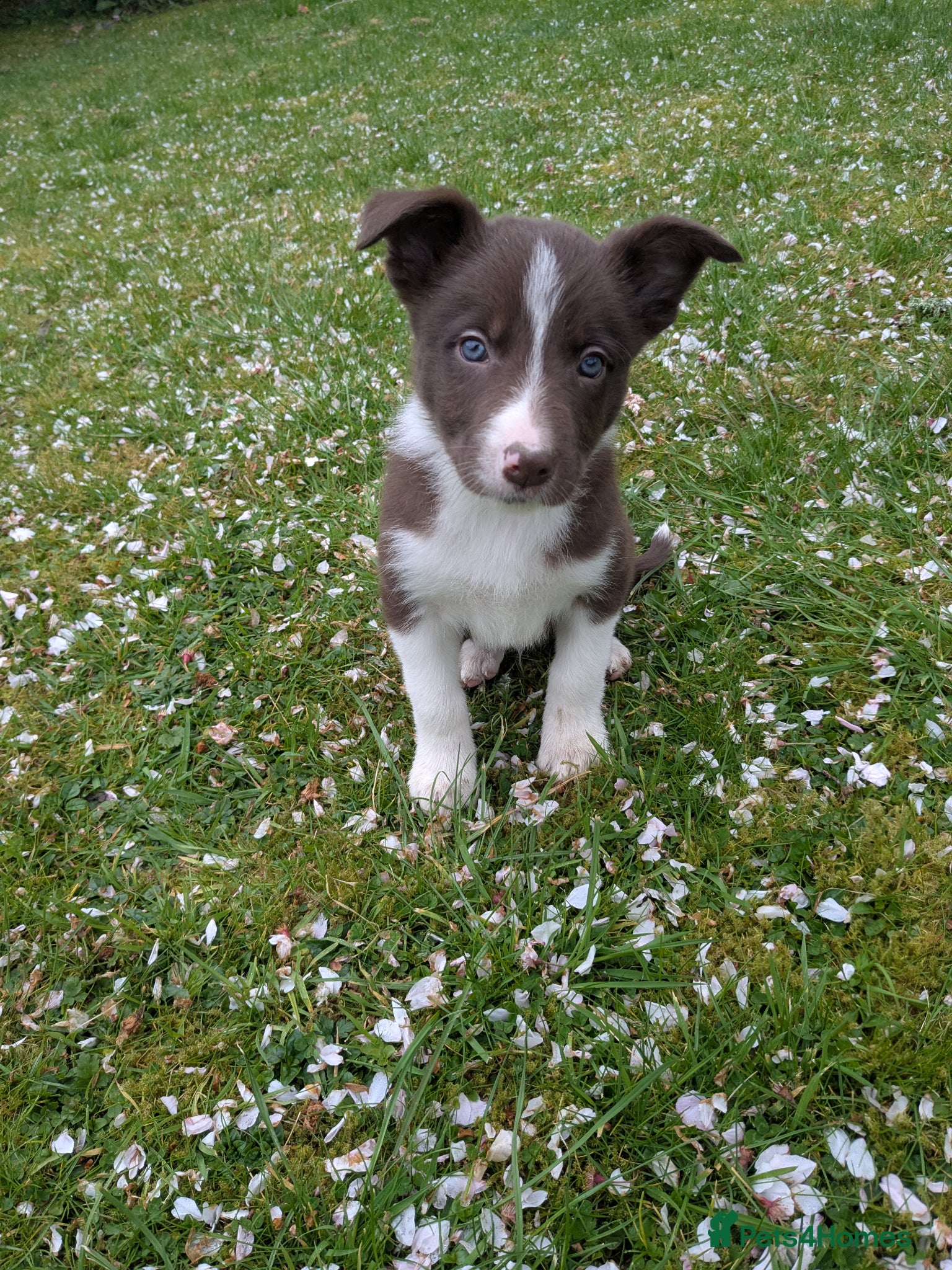 Border Collie dogs *1boy re-available* Red prick eared border collies - Advert 2