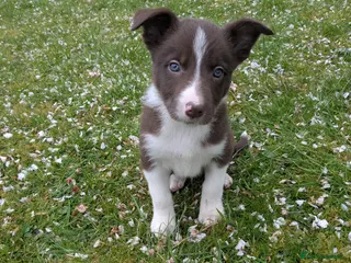 Border Collie dogs *1boy re-available* Red prick eared border collies - Advert 1