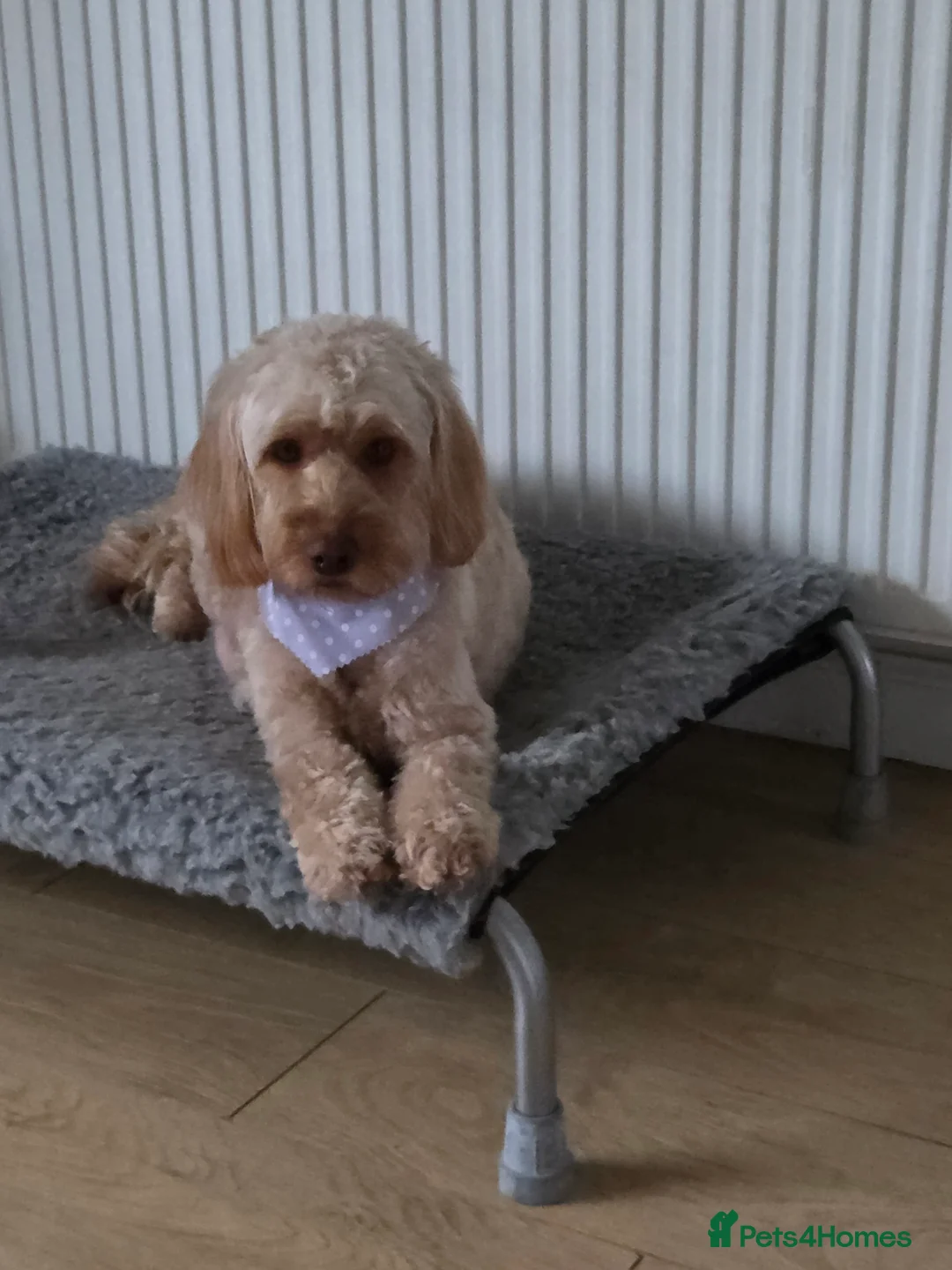 Cockapoo dogs for sale: 5 x F2 Cockapoo Puppies - Advert 1