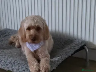 Cockapoo dogs 5 x F2 Cockapoo Puppies - Advert 3