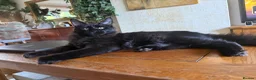 Maine Coon cats for sale: XXL kittens Tica ❤️ - Advert 4