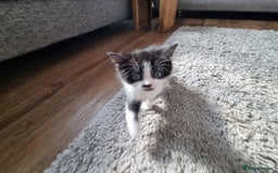 Domestic Shorthair cats for sale: Kittens for sale  - Image 9