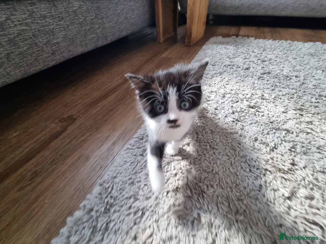 Domestic Shorthair cats for sale: Kittens for sale  - Image 9
