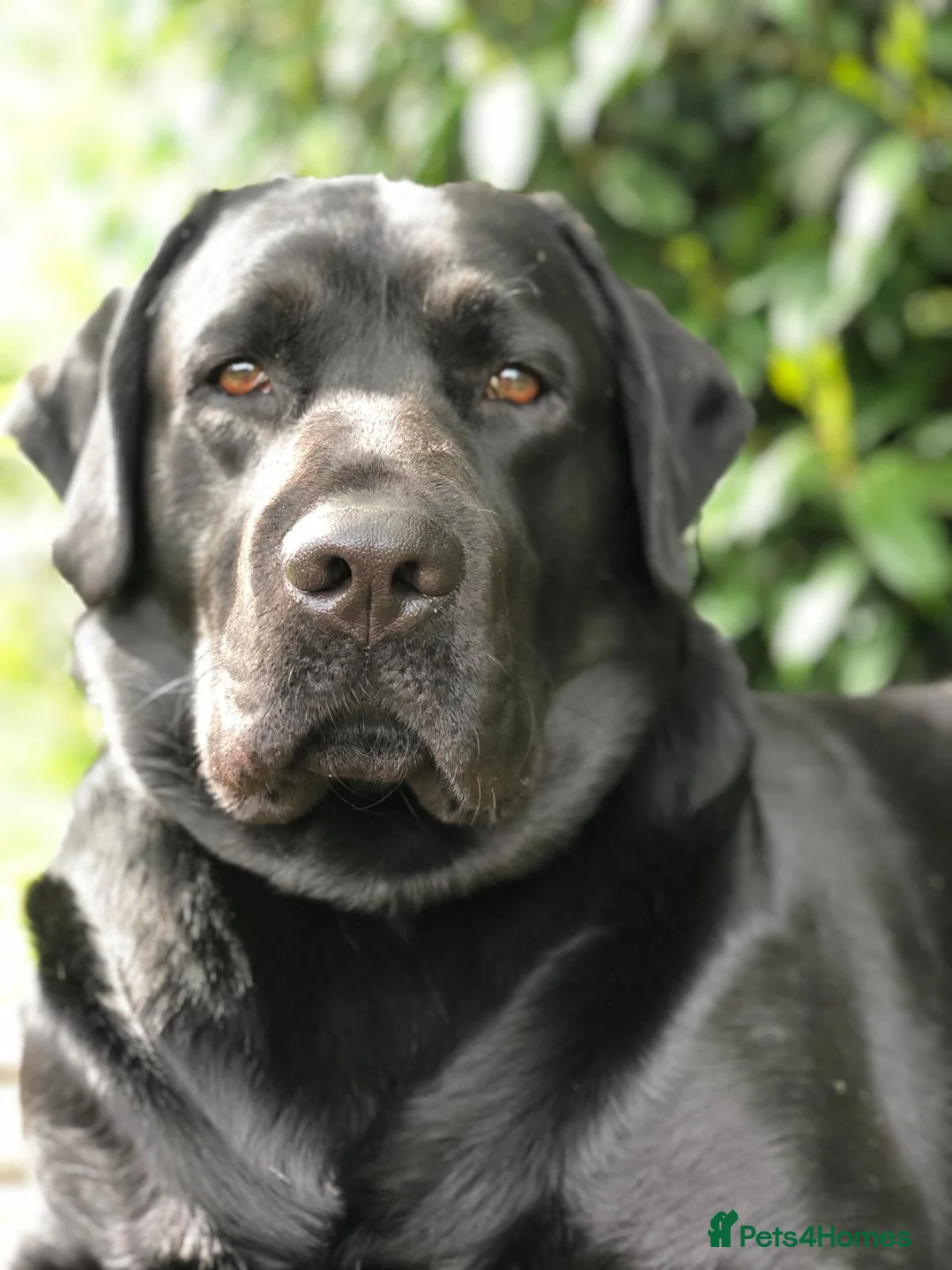 Labrador Retriever dogs for stud: Labrador retriever for stud - Advert 5