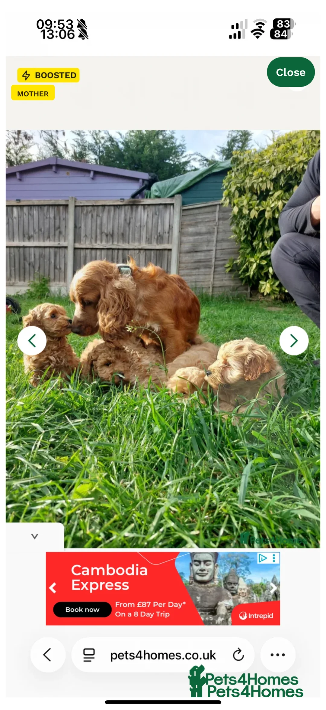 Cockapoo dogs for sale: Cockapoo puppy in Slough - Advert 2