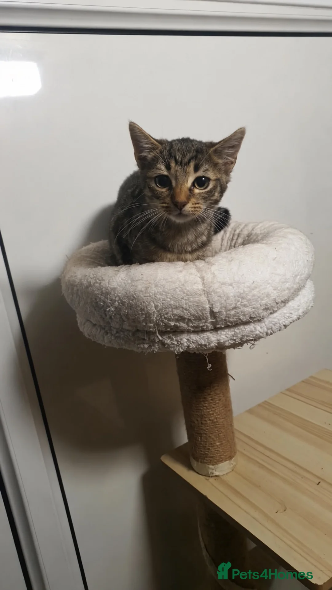 Domestic Shorthair cats for sale: Gorgeous Tabby Boy Looking for His Forever Home 🐾 - Advert 2