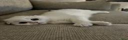 Scottish Fold cats for sale: The most cuddly & affectionate Scottish Fold baby - Advert 4